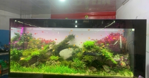 CỬA HÀNG CÁ CẢNH SAN HÔ