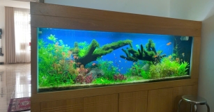 CỬA HÀNG CÁ CẢNH SAN HÔ