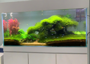 CỬA HÀNG CÁ CẢNH SAN HÔ