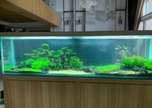 CỬA HÀNG CÁ CẢNH SAN HÔ
