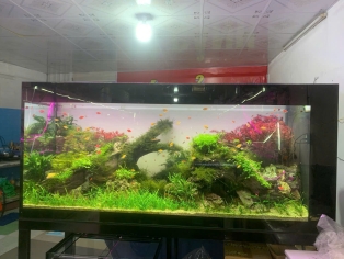 CỬA HÀNG CÁ CẢNH SAN HÔ