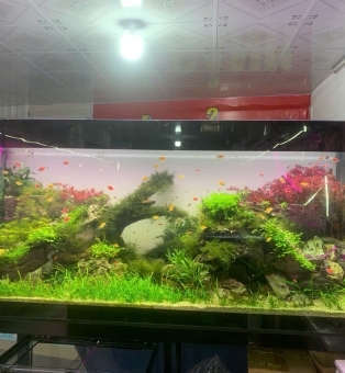 CỬA HÀNG CÁ CẢNH SAN HÔ