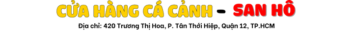 CỬA HÀNG CÁ CẢNH SAN HÔ
