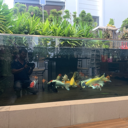 Mẫu hồ cá koi 1