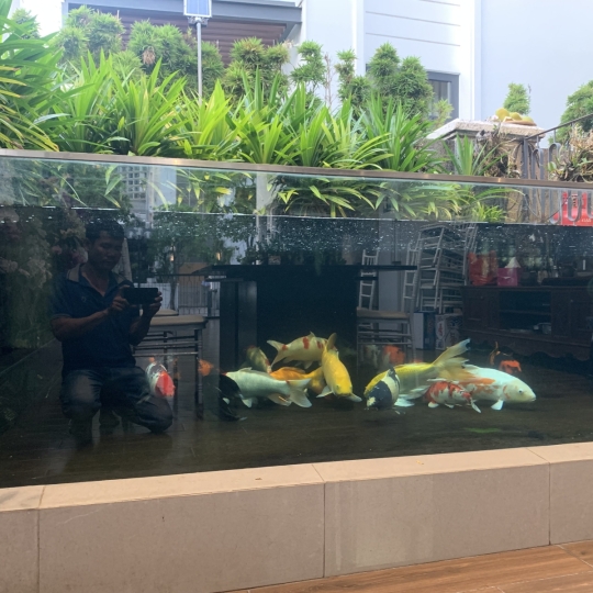 Mẫu hồ cá koi 1