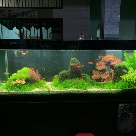 Mẫu hồ thuỷ sinh- A7