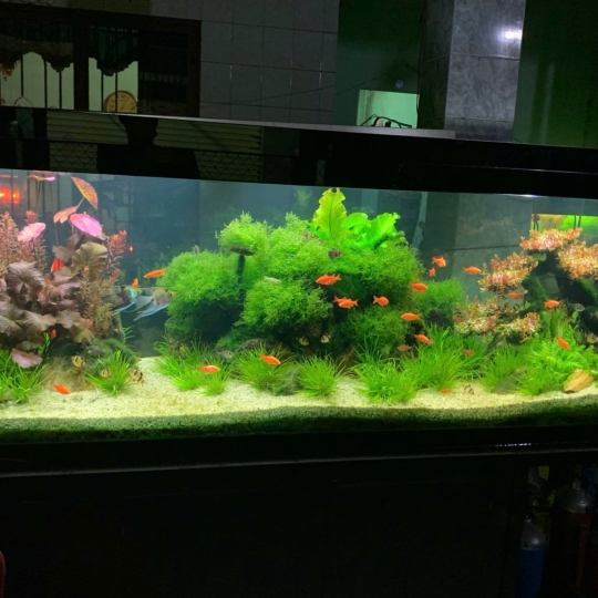 Mẫu hồ thuỷ sinh- A10