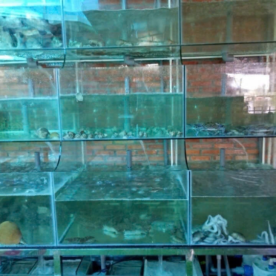 Mẫu hồ hải sản- D9
