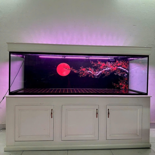 Mẫu hồ cá rồng- B6