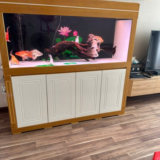 Mẫu hồ cá rồng- B5