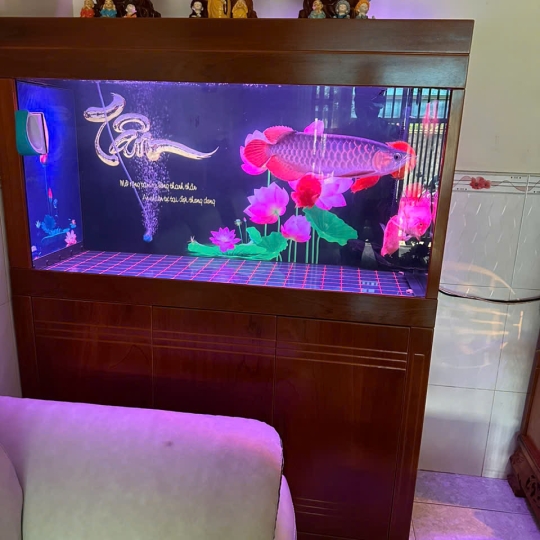 Mẫu hồ cá rồng- B1